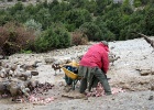 Vale gier   T.Bender : Spanje 2012 A2100 Tonie